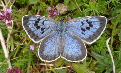 Live action: a butterfly collector who captured and killed the UK’s rarest butterfly reminds us that it’s better to appreciate something in the wild. Photograph: Butterfly Conservation/PA
