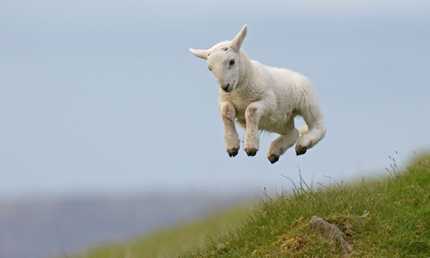 ‘Animals regulate their activities on an annual cycle, becoming frisky in spring.’ Photograph: Richard Peters/Alamy