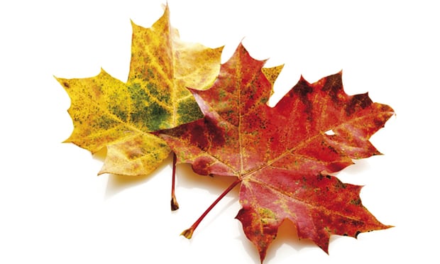 Leaf lesson: as with Autumn leaves, our skin and bone cells renew. Photograph: Image Broker/Rex
